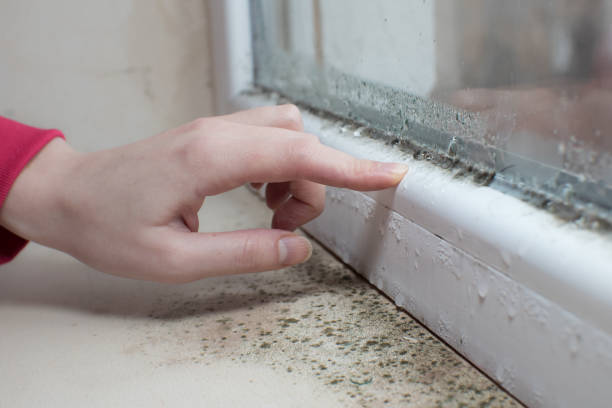 Best Mold Documentation for Insurance Claims  in USA